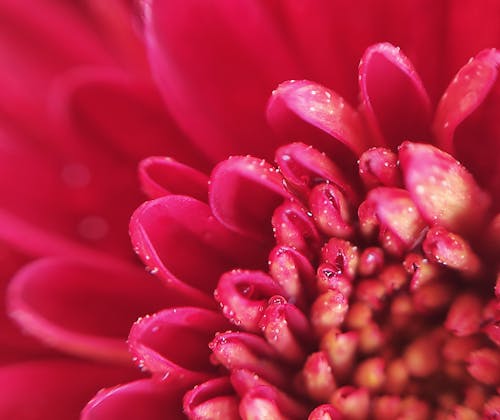 Free Close Up of Flower Center Stock Photo
