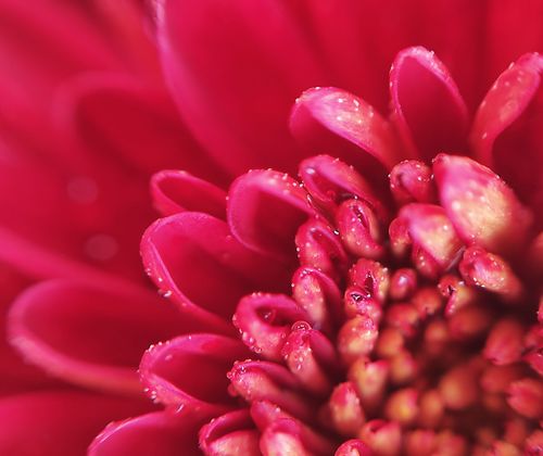 Free Macro shot of a vibrant red dahlia flower center with dewdrops on petals. Stock Photo