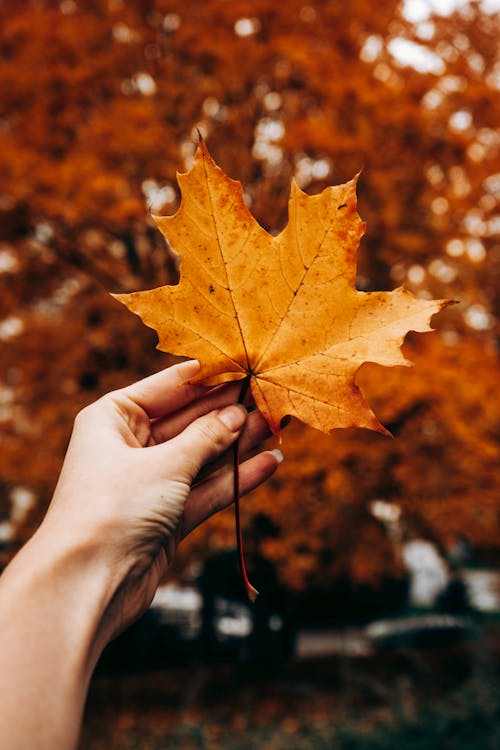 Holding a Dried Maple Leaf