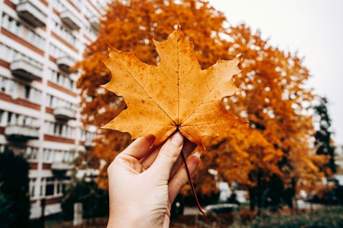 Person Holding Brown Maple Leaf
