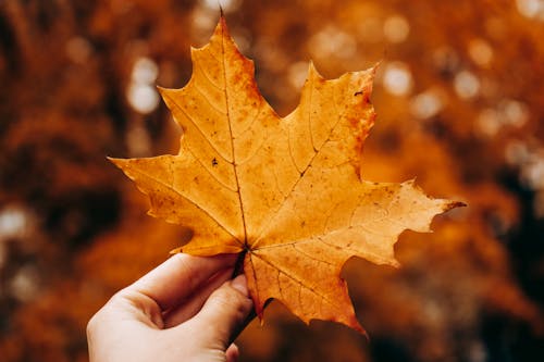 Close-up of Holding a Maple Leaf