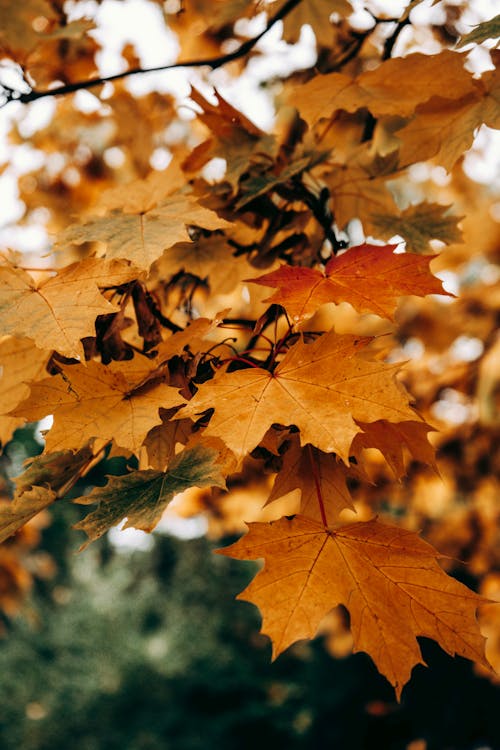 Close-up of Maple Leaves on a Tree