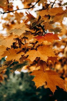 Close-up of vibrant maple leaves in fall colors with a blurred background.