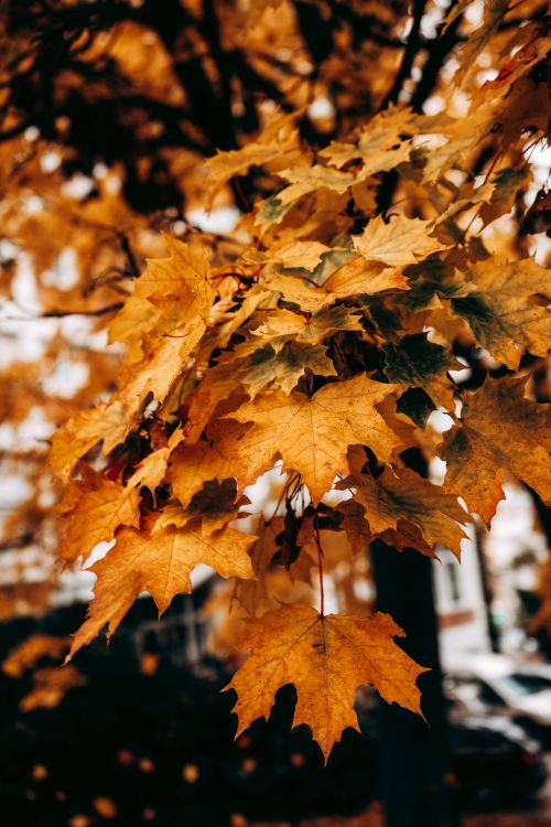 Free A detailed view of vibrant maple leaves during fall, showcasing rich autumn hues. Stock Photo