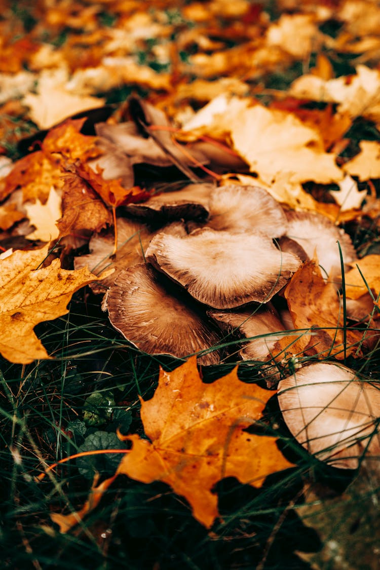 Brown Dried Leaves And Mushrooms On The Ground