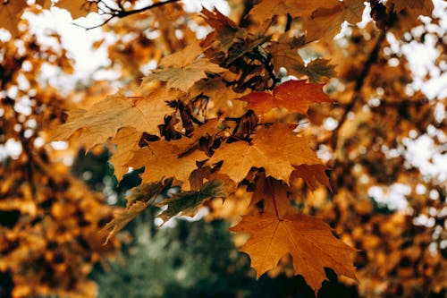 Бесплатное стоковое фото с высохший, кленовые листья, коричневый