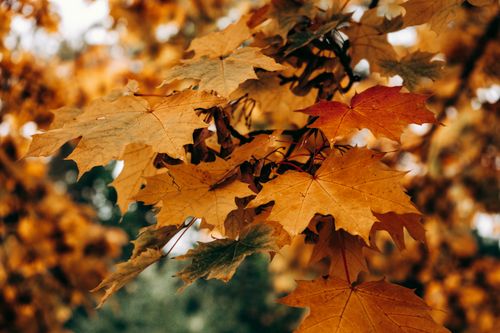 Free Vibrant autumn maple leaves in focus against a soft, blurred background. Stock Photo