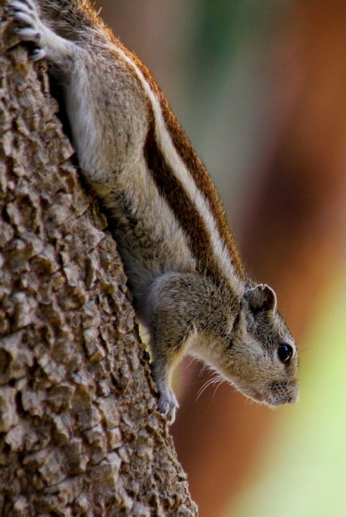 Free Close-up of an Eastern Chipmunk (Tamias striatus) perched on a tree trunk outdoors in Hyderabad. Stock Photo