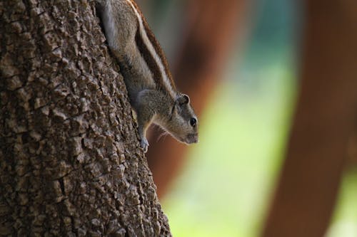 A Chipmunk on a Tree