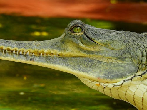 Close-up Shot of an Alligator Head