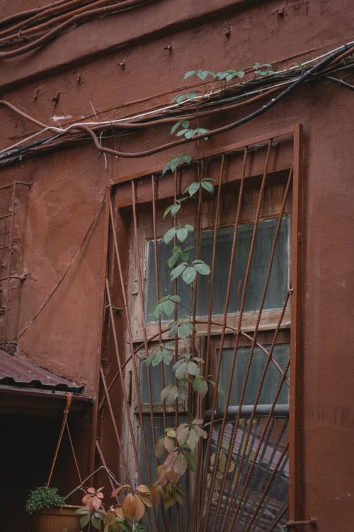 Free Rustic brown wall with a window, metal grills, and a climbing vine creating a vintage look. Stock Photo