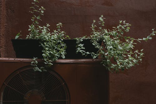 Potted Plants on Top of an Aircon Condenser