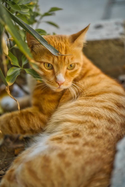 Orange Tabby Cat Lying on Ground