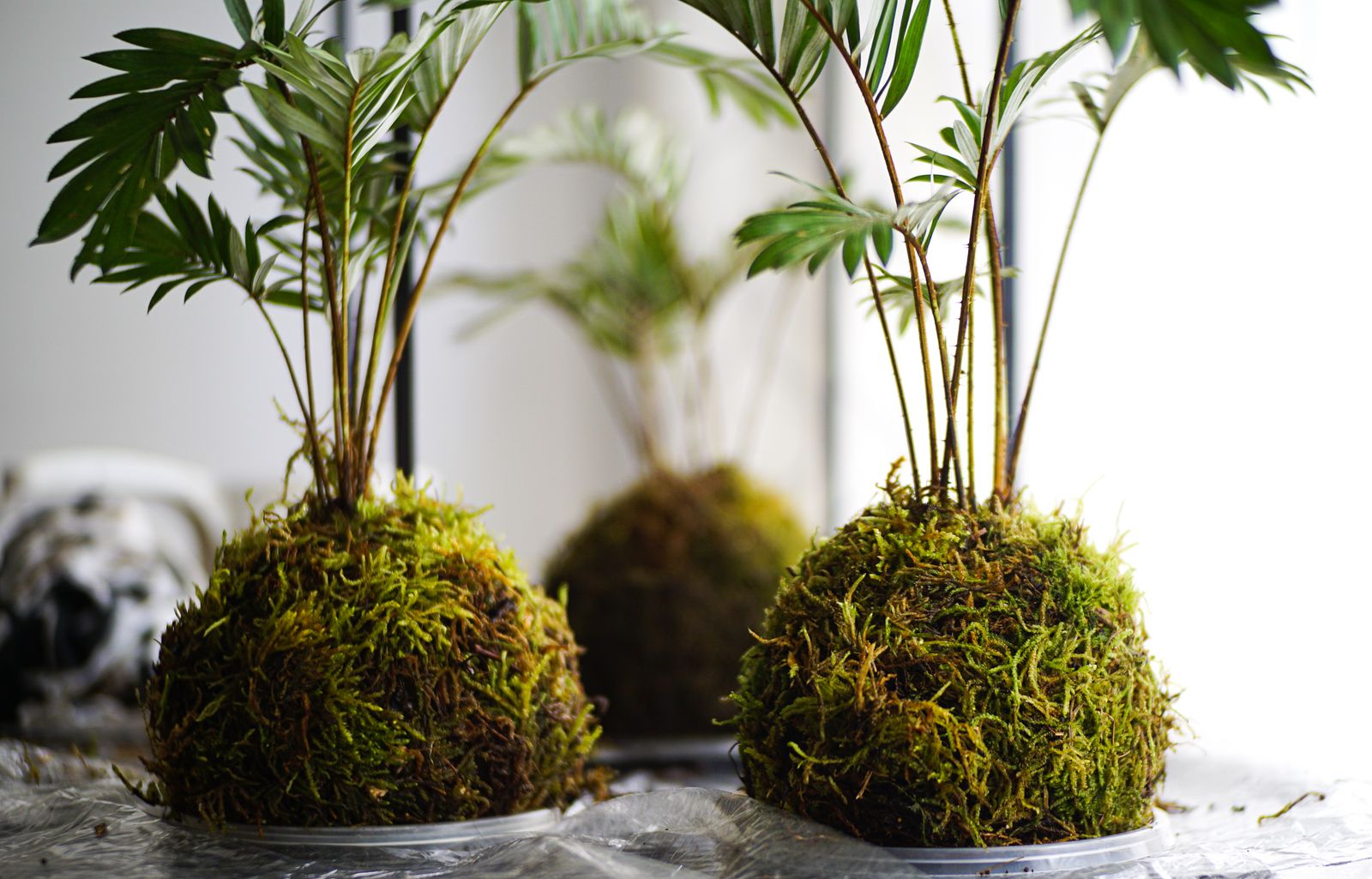 Botanical Bonds - A Kokedama Workshop Experience