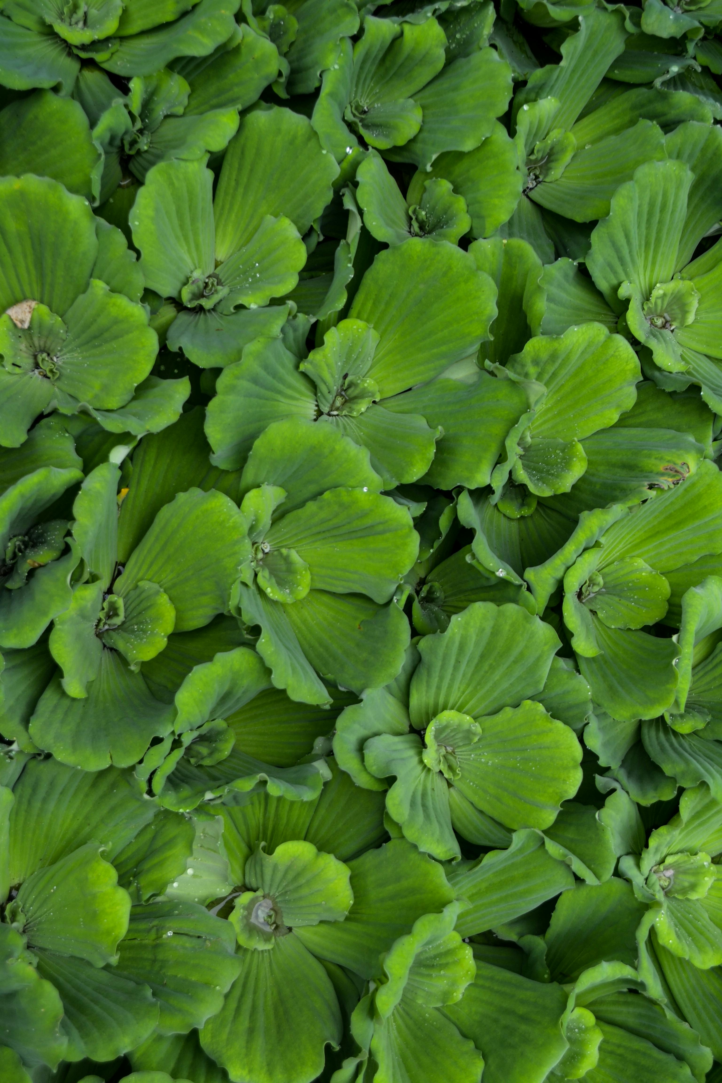 Disassembled smartphone and tools illustrating electronic repair and recycling