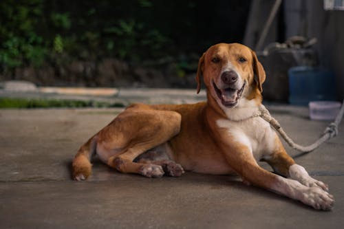 A Brown Dog on a Leash