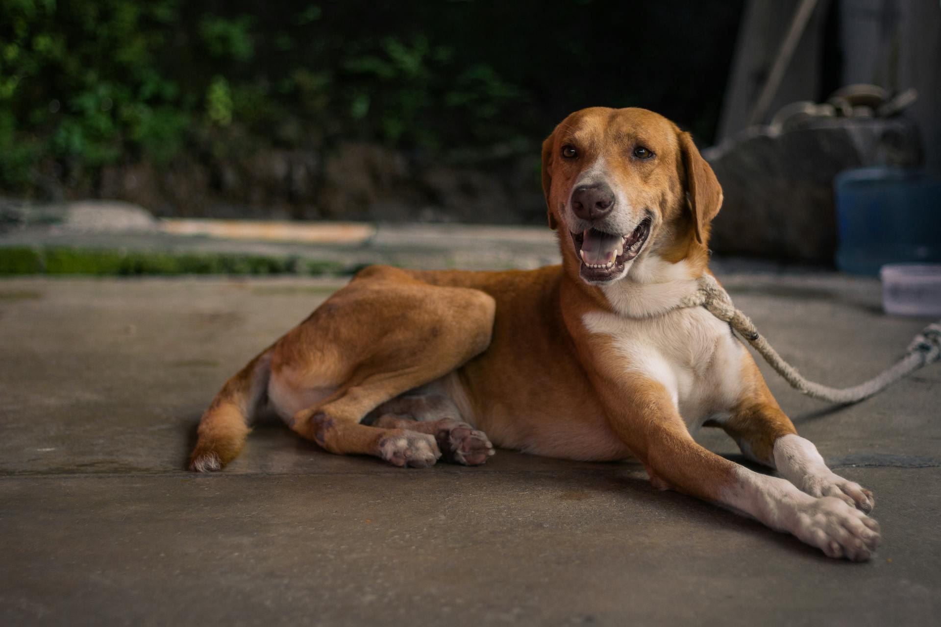 Een aan de lijn gebonden hond die op het trottoir rust