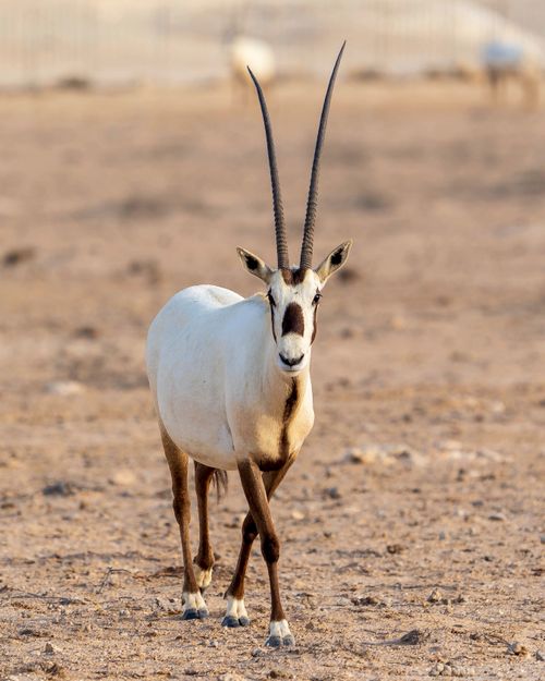 Free Wild Arabian oryx with long thin horns and white fur with brown spots walking on dry terrain in countryside in daylight Stock Photo