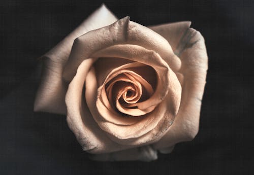 Weiße Rose Blumentapete