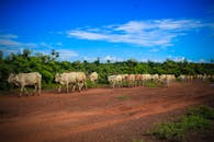 柬埔寨乡村的泥土小道上，牛群悠闲，天空充满活力