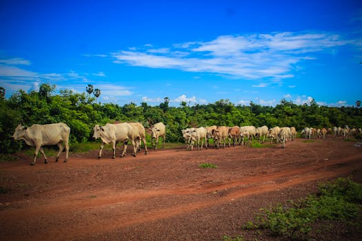 柬埔寨乡村的泥土小道上，牛群悠闲，天空充满活力