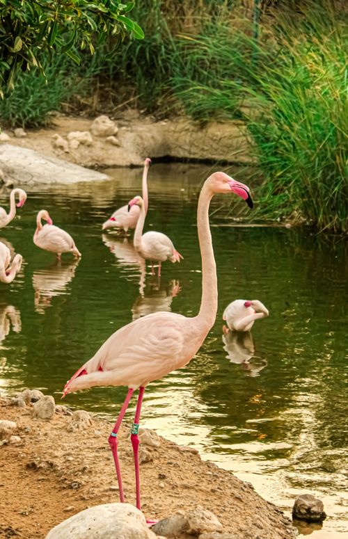 Free Pink flamingos wading in a serene pond surrounded by greenery. Stock Photo
