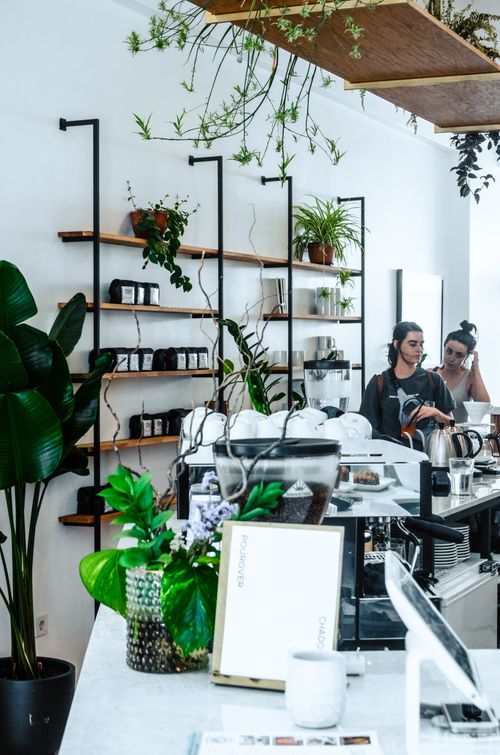 Free Women standing near bar counter in modern cozy cafe with white wall and potted houseplants Stock Photo