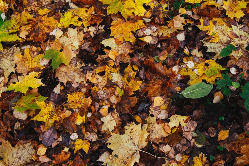 Top view of textured backdrop representing bright dry leaves with spots and stems in fall season