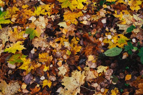 Free Top view of textured backdrop representing bright dry leaves with spots and stems in fall season Stock Photo