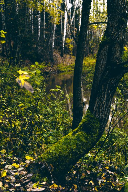 Free Scenic view of dry tree trunks with moss against creek and faded leaves in autumn woods Stock Photo