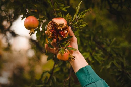 Free A hand in a teal sleeve holds a ripe, opened pomegranate on a branch, outdoors. Stock Photo