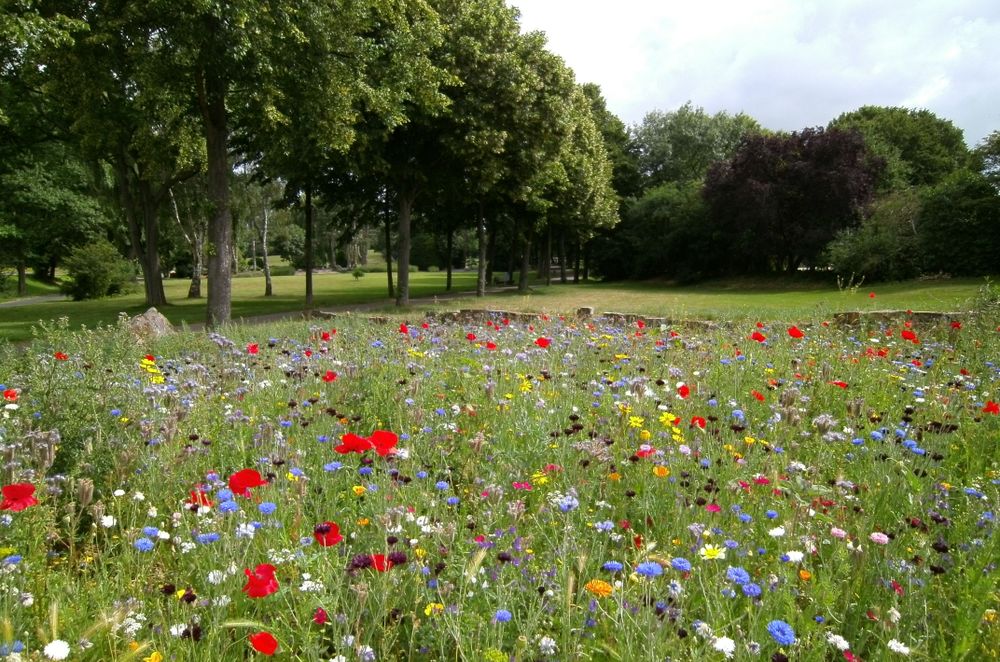 Prairie de fleurs sauvages, paysage de jardin