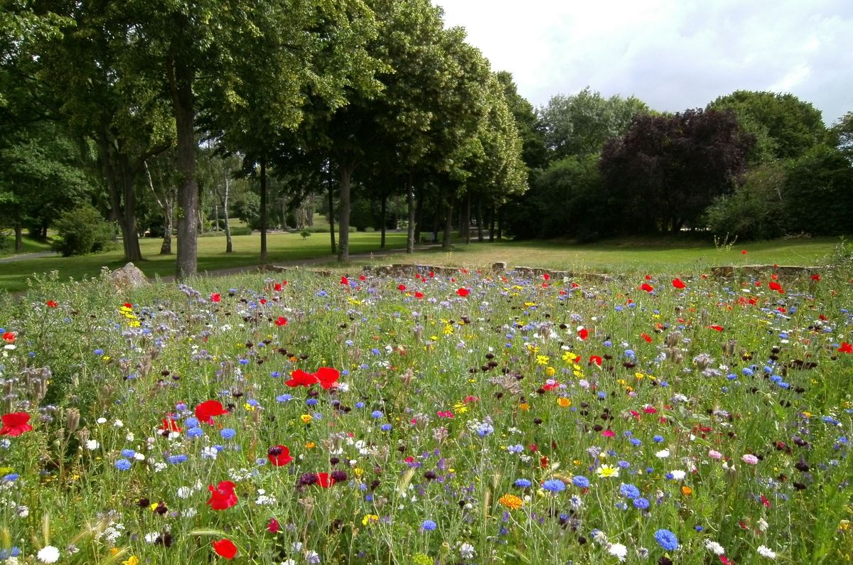 Jardin paysager fleuri en été