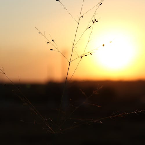 Free stock photo of botã nico, dourado, jardim