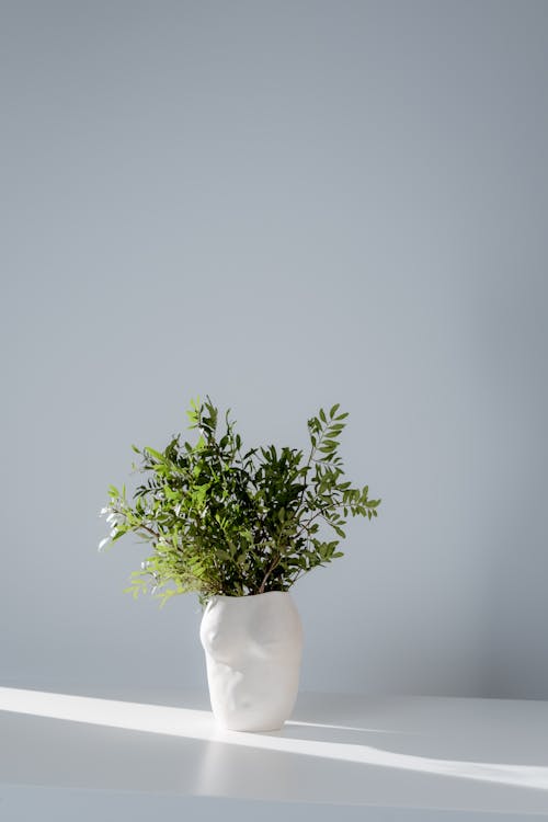 Green Plant in White Ceramic Vase