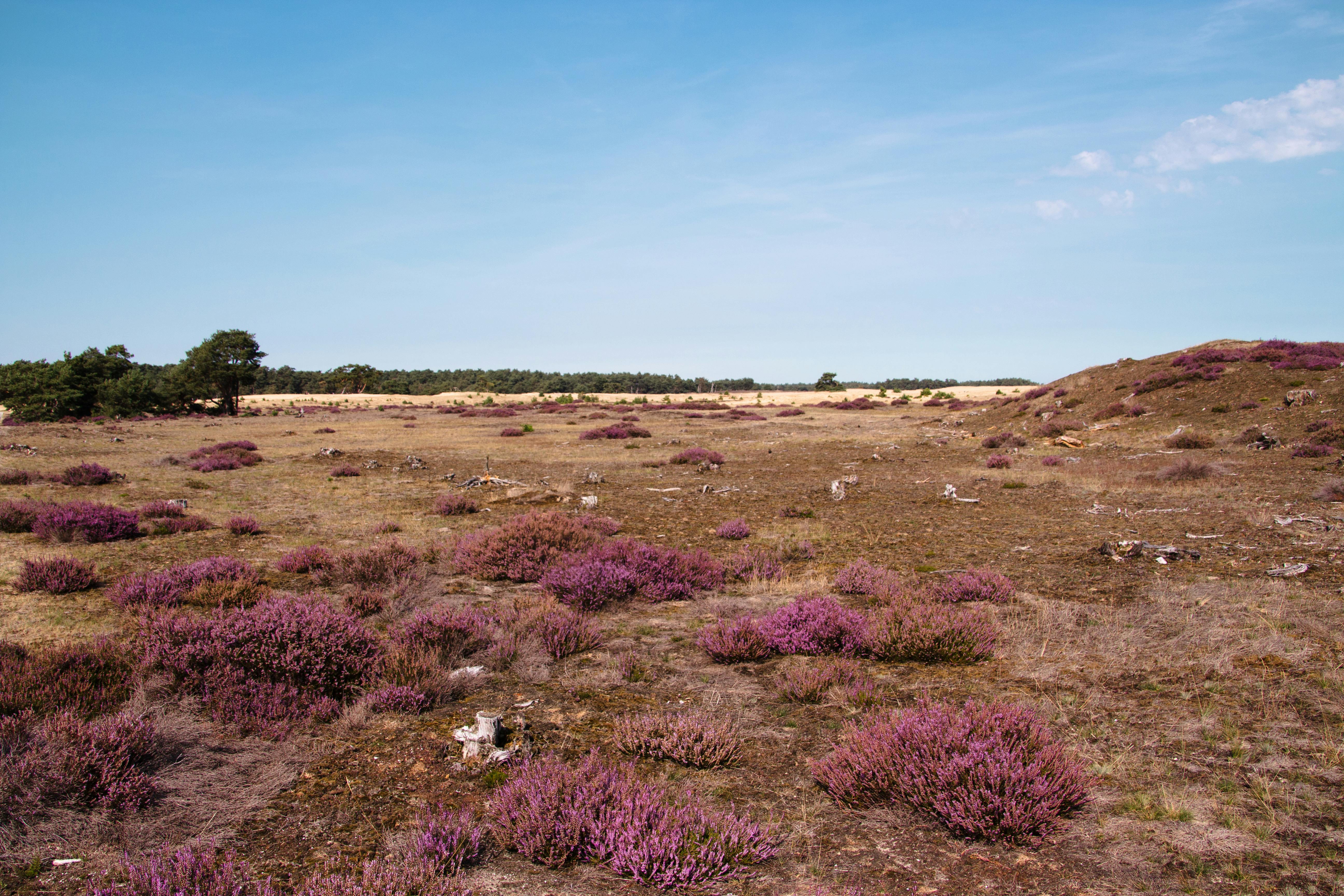 Westerheide