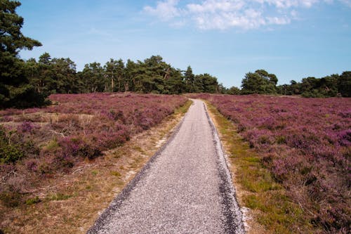 Paved Pathway Between Fields