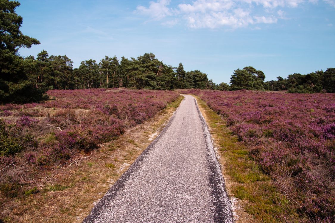 Path Way Field Paved Pathway Between Fields · Free Stock Photo