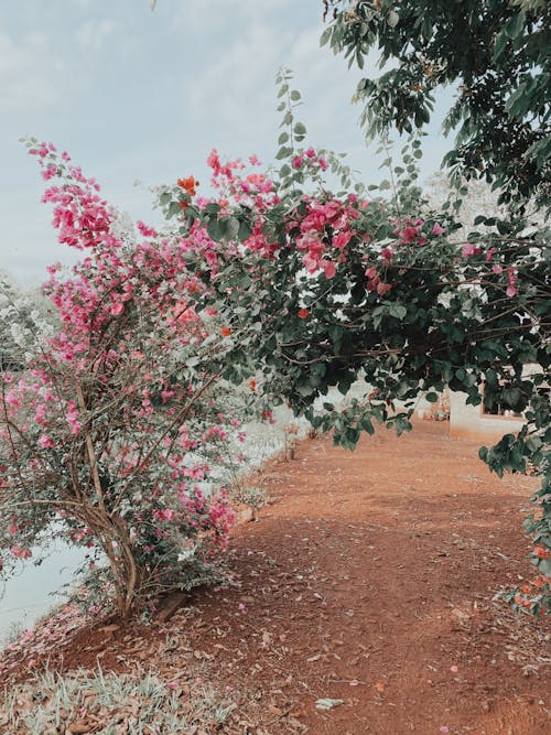 Foto stok gratis bunga-bunga, bunga-bunga merah muda, Daun-daun