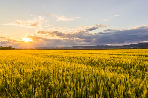免费 多雲的, 太陽, 小麥 的 免费素材图片 素材图片