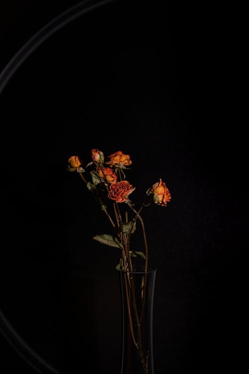 bitki örtüsü, cam vazo, Çiçekler içeren Ücretsiz stok fotoğraf