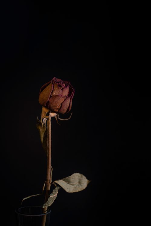 Free Detailed close-up of a dried rose against a dark background, showcasing textures and colors. Stock Photo