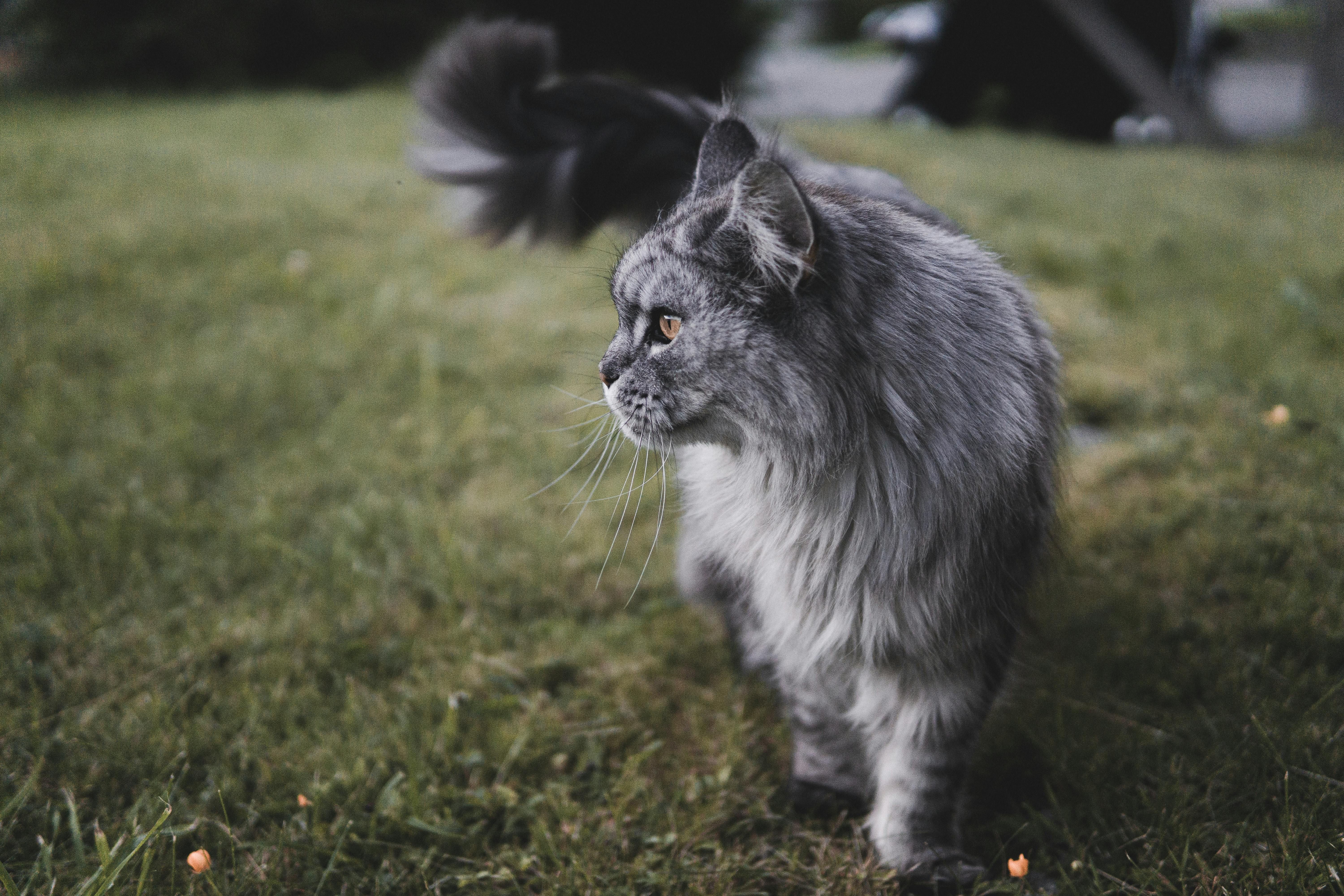 Maine Coon Αυξάνεται 4 Χρόνια: Διατροφή ανά Στάδιο