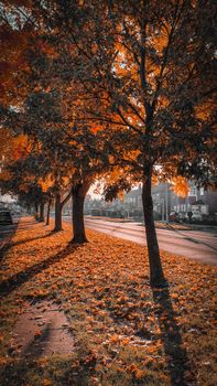 A picturesque street lined with vibrant autumn leaves in Greater Manchester, England.