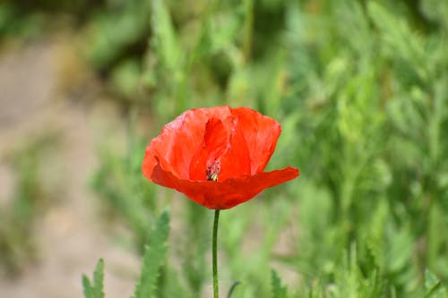 A Red Poppy Flower in Full Bloom