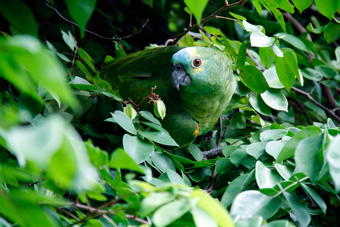 parrot camouflaged in a rainforest