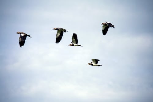 Ingyenes stockfotó birds_flying, csoport, ég témában