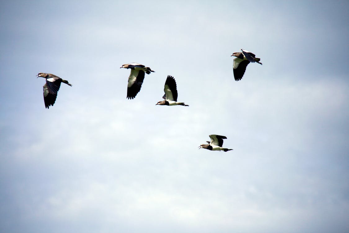 Free Group of Birds flying in the Sky  Stock Photo