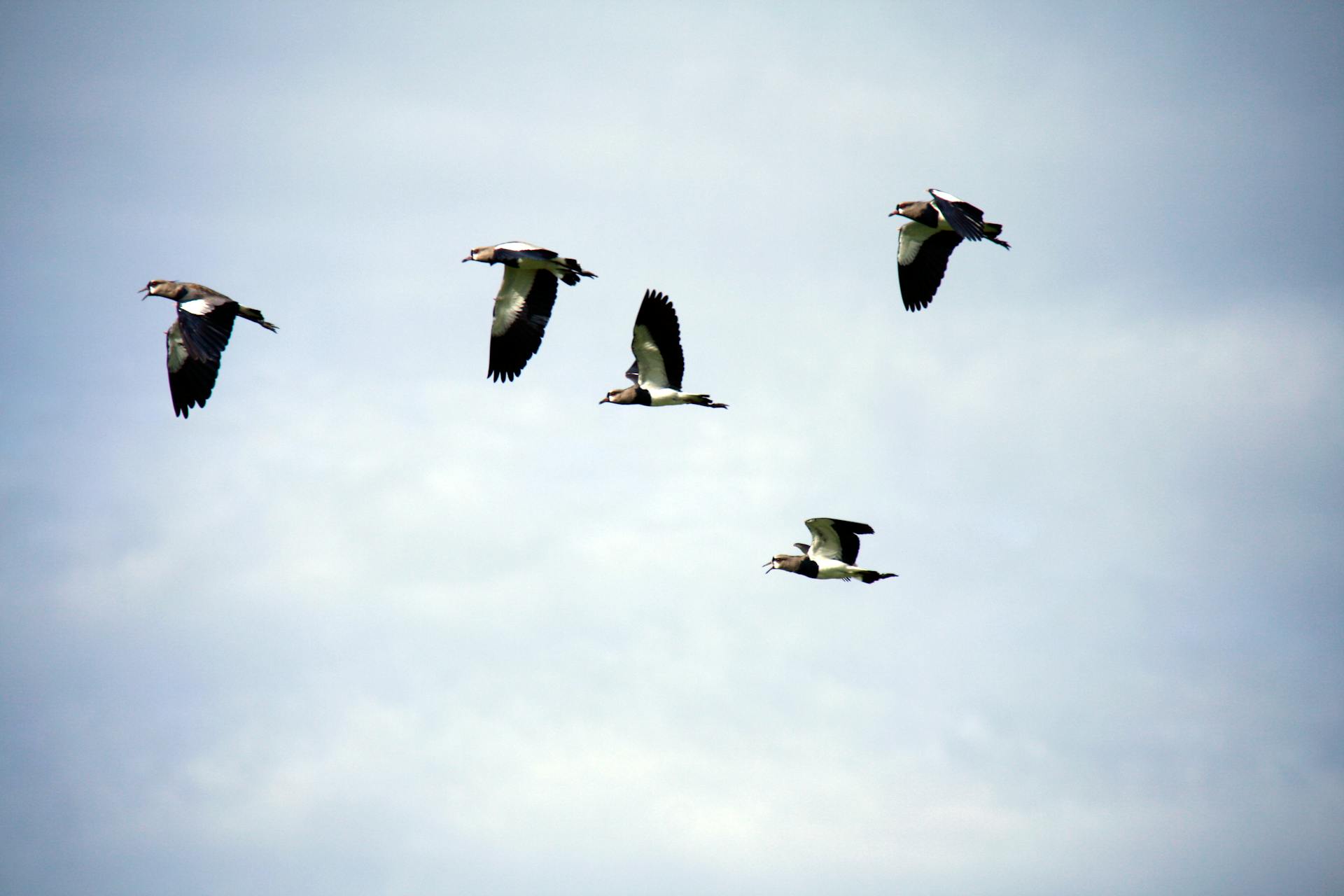 Group of Birds flying in the Sky