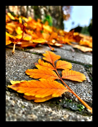 L-carnitine supplement for male fertility support